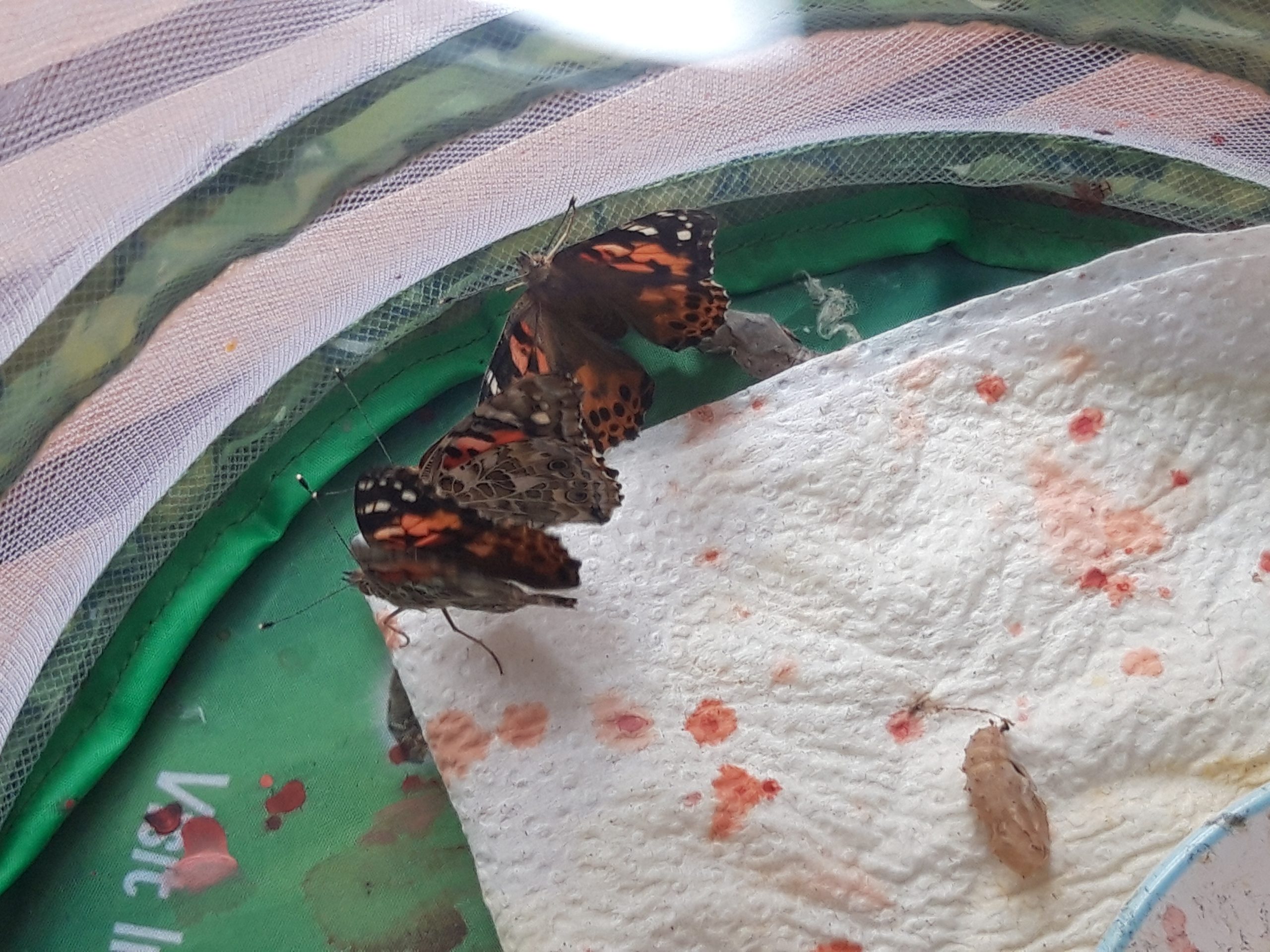 Wie ein Schmetterling entsteht | Kath. Kindergarten St. Josef, Staig